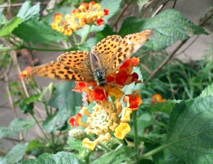 Butterfly at Parc Floral