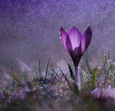 crocus and water