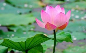 lotus-ginnie-ann