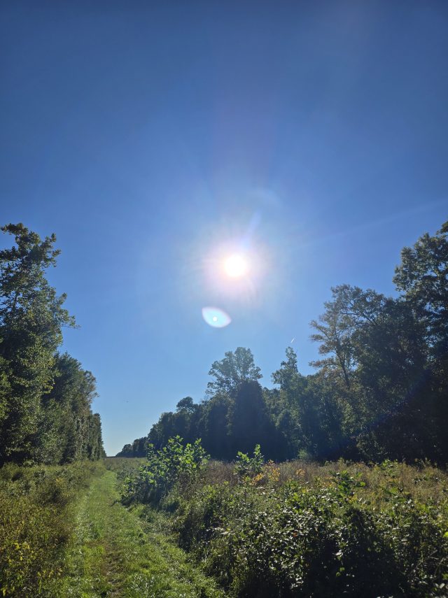 A clear blue sky with a bright sun shining above a grassy path lined by trees on both sides.